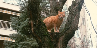一只可爱的小猫坐在树枝上，从树上向下看，观察着后院