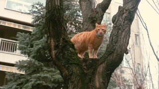 一只可爱的小猫坐在树枝上，从树上向下看，观察着后院视频素材模板下载