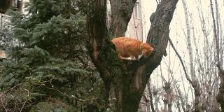 一只可爱的小猫坐在树枝上，从树上向下看，观察着后院
