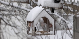 冬天下雪时用喂食器喂山雀
