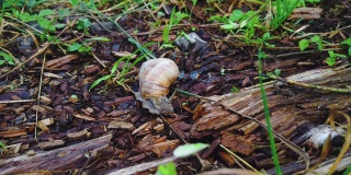 花园蜗牛吃。大蛞蝓螺旋pomatia在陆地上