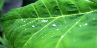 近距离观察绿色的叶子，雨滴慢慢移动。