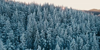 在日出时俯瞰白雪皑皑的松林的冬季鸟瞰图。