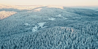 在日出时俯瞰白雪皑皑的松林的冬季鸟瞰图。