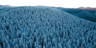 冬季鸟瞰图，覆盖着积雪的松林和日出时升起的太阳。