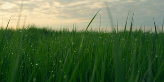 绿草如茵，夕阳露乡野野。清晨日出的草地。