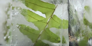 选择性聚焦，天然水晶清晰融化的冰块和新鲜的绿色蕨类植物叶子背景。