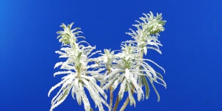 奇异的植物覆盖在雪旋转-蓝屏合成