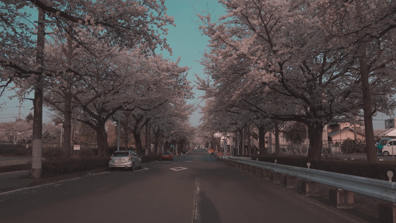 日本樱花盛开的季节