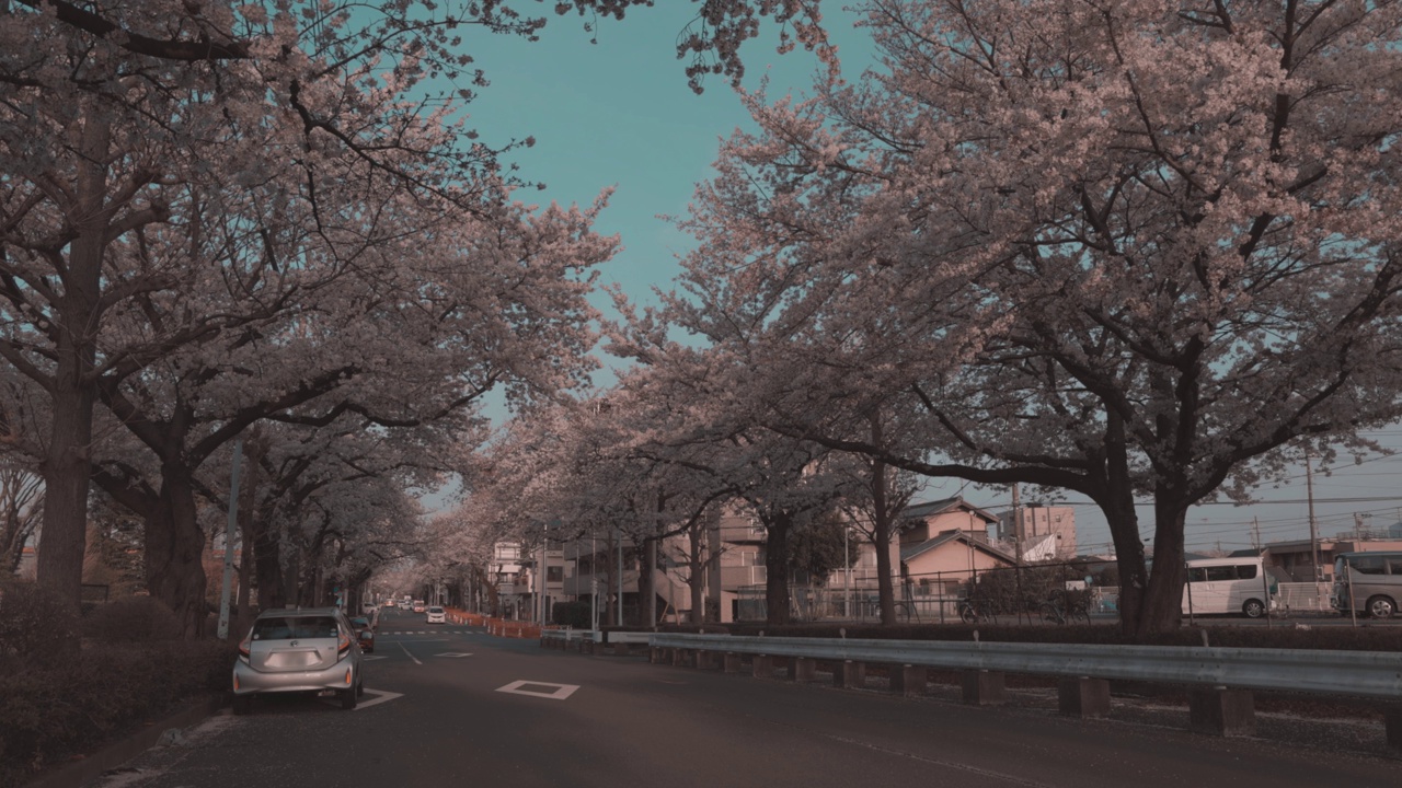 日本樱花盛开的季节