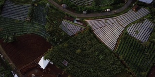 早上无人机拍摄的苏炳山山坡上的蔬菜种植。