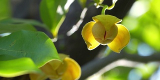 黄色Rumdul花或白色乳酪木绿色自然模糊背景，柬埔寨王国或白色乳酪木开花与芬芳的气味在一个美丽的树上。