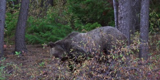 加拿大阿尔伯塔，卡那纳斯基斯，灰熊在自然栖息地吃浆果