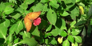 蝴蝶巡洋舰从一朵花中吸食花蜜