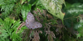 蝴蝶灰色三色堇展开翅膀。