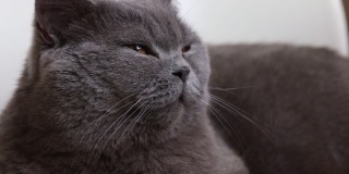 躺着打哈欠的灰色猫与橙色眼睛的肖像特写。英国蓝色短毛猫。有选择性的重点