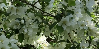 春天阳光明媚的日子里，白花花的苹果树映衬着天空。春天的新鲜。噪音，选择性聚焦，模糊