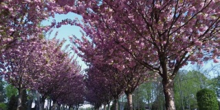 公园里有樱花盛开的小巷