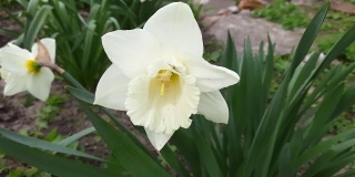水仙的花有白色的花瓣和白色的喇叭状花冠