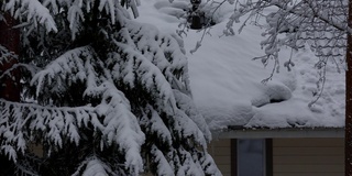 风平浪静的冬日里正在下雪。有窗户和白雪覆盖的屋顶的房子，云杉树枝在雪中。