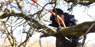 园丁正在砍树枝，修剪果树，用手用弓锯