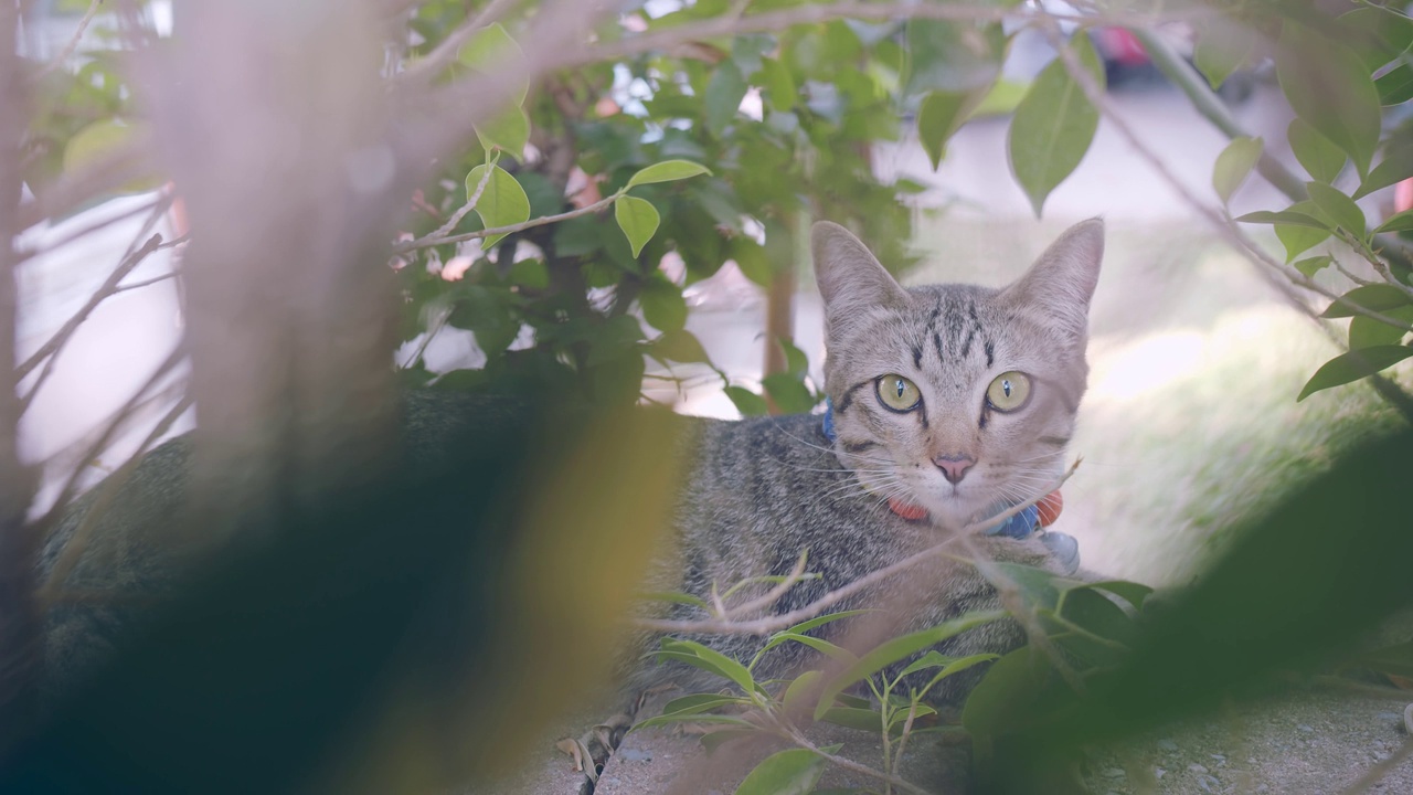 可爱的小懒猫休息在篱笆墙上的顶部，在户外花园公园的前景与绿色的自然植物看着相机。