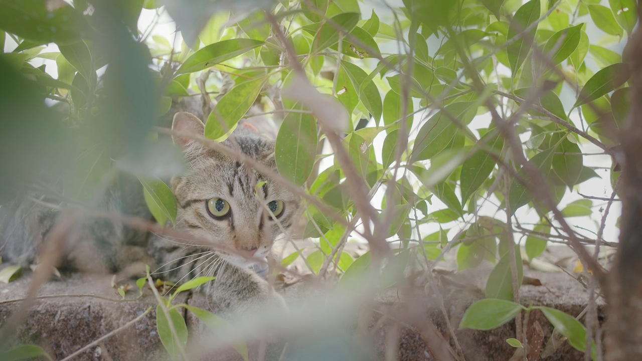 可爱的小懒猫休息在篱笆墙上的顶部，在户外花园公园的前景与绿色的自然植物看着相机。