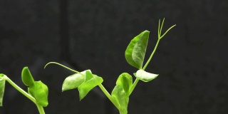 生长绿色植物，延时视频拍摄。