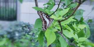 在树枝上的蝴蝶，在印度北方邦的大诺伊达找到