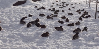雪地里的鸭子和鸽子