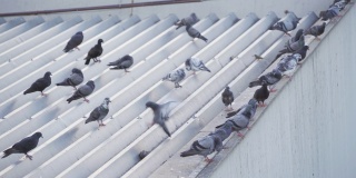 建筑物、动物屋顶上一群野生岩鸽、鸽鸟近距离观察。