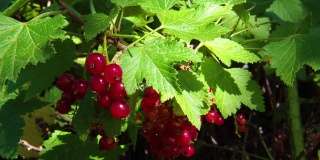 在阳光明媚的日子里，成熟的红醋栗在灌木枝上的浆果(红醋栗)。