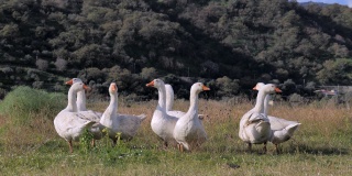 在阳光明媚的日子里，鹅群在乡村的草地上放牧。家里的小鹅农场。在草地上觅食的白鹅。