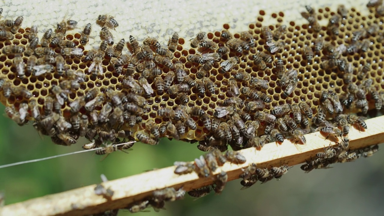一个养蜂场忙碌的蜂箱的4k视频片段