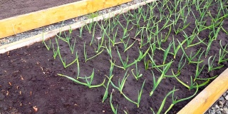 4k视频，绿色的蒜苗被种植在花园里的蔬菜床上。种植有机蔬菜，春季种植大蒜，天气晴朗
