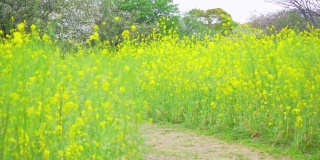 在春天，两只难以辨认的雌性穿过油菜花田。黄色的花园在风中摇曳。