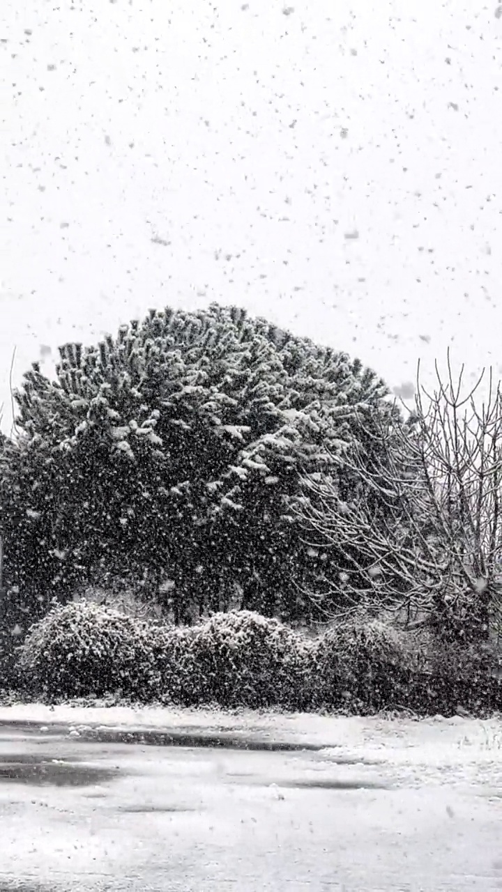 慢镜头拍摄的是冰冻的湖面上的降雪，背景中有一些光秃秃的树木和一棵大松树