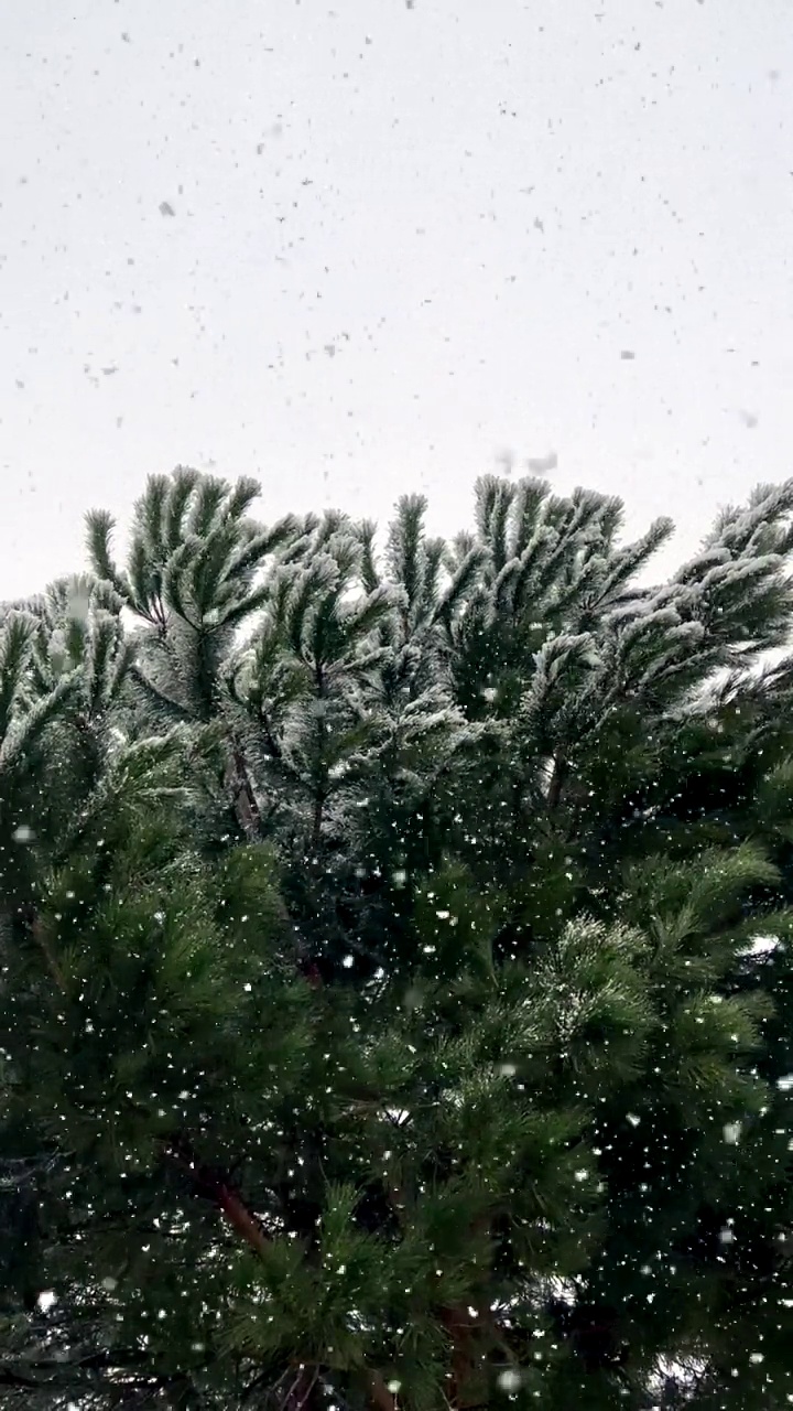 这是一段在松树下拍摄的视频，松树上的松针被雪覆盖着
