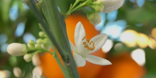 超级特写的白色橙色芳香的花盛开在树枝上