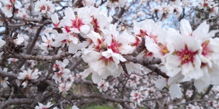 盛开的杏树的树枝上开满了粉红色的花