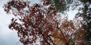 韩国的秋天正落叶如织。在韩国，秋叶之美被称为“枫叶之旅”。