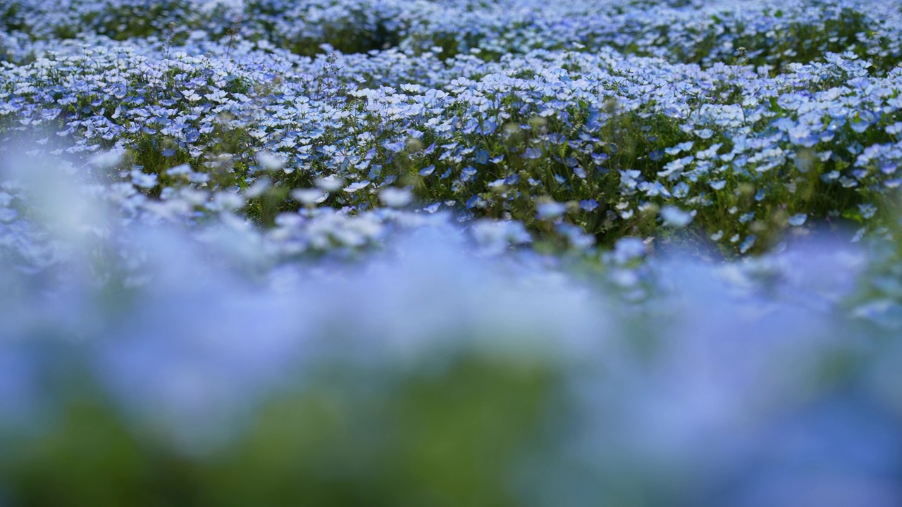 Nemophila。小蓝花。