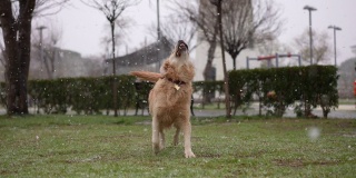 嬉戏的金毛寻回犬试图在雪地里捕捉雪花。