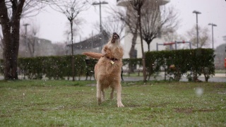 嬉戏的金毛寻回犬试图在雪地里捕捉雪花。视频素材模板下载