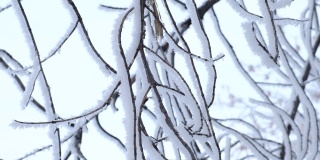 美丽的冬天背景，冰冻的树枝覆盖着雪。摄像机运动