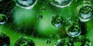 一个带有露珠的蜘蛛网的特写镜头。雨滴落在蜘蛛网上。