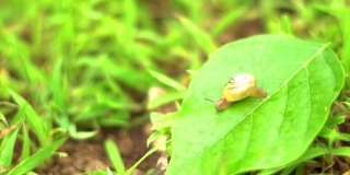 在印度古吉拉特邦的萨普特拉，蜗牛在一片绿叶上的特写镜头。蜗牛在叶子上慢慢地移动。