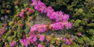 在泰国清迈，鸟瞰山上粉红色的樱花树
