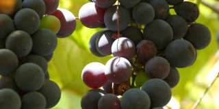 在阳光下，一大串成熟的黑葡萄挂在葡萄藤上