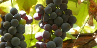 在阳光下，一大串成熟的黑葡萄挂在葡萄藤上。关闭视图